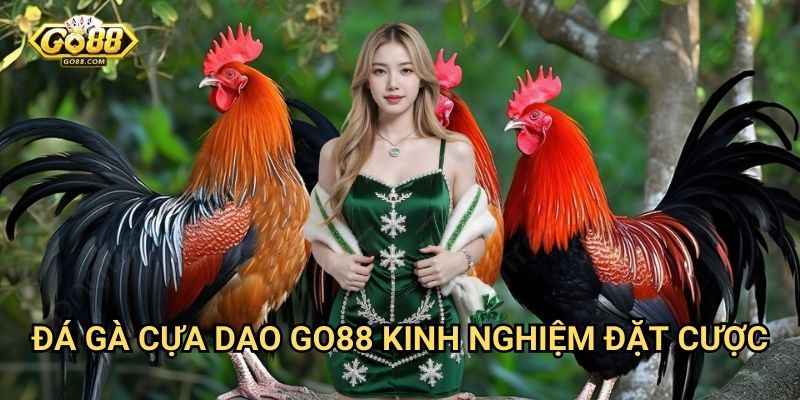 Đá gà cựa dao Go88 - Thể loại đá gà kịch tính 3 Đá gà cựa dao Go88 - Kinh nghiệm đặt cược