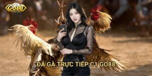 Đá gà trực tiếp C1 Go88 - Giải đấu đỉnh cao