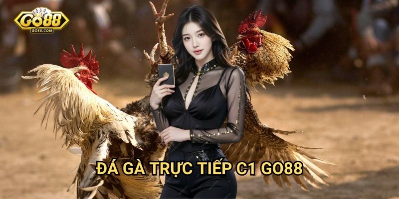Đá gà trực tiếp C1 Go88 - Giải đấu đỉnh cao