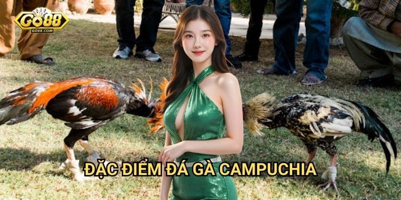 Đá gà Campuchia Go88 - Trực tiếp từ trường gà nổi tiếng 2 Đặc điểm đá gà Campuchia